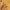 Dourado