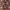 Printed brown