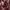estampado